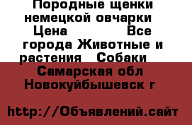 Породные щенки немецкой овчарки › Цена ­ 24 000 - Все города Животные и растения » Собаки   . Самарская обл.,Новокуйбышевск г.